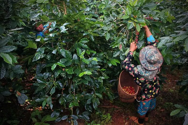 Regenerating highland ecosystems in Sabah