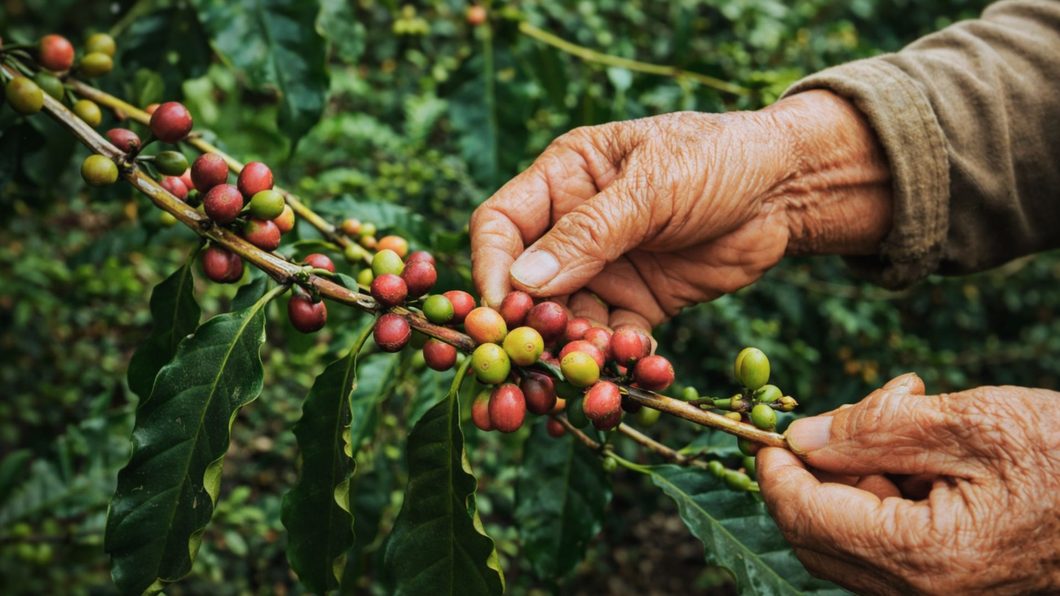 Shaking hands with coffee farmers in Sabah